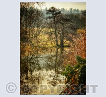 Fiddleford Millpond