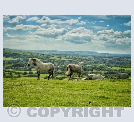 Horses on Hod, Hod Hill, Dorset.