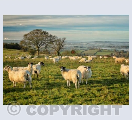 Sheep, Melbury Down, Dorset.