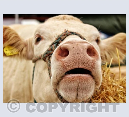Country Show Cow.