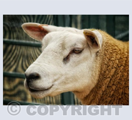 Country Show Sheep.