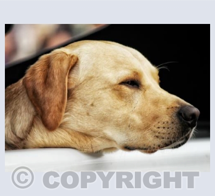 Working Dog.