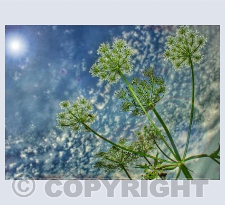 Cow parsley