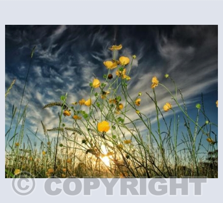 Buttercups