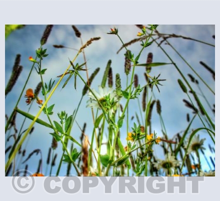 Dorset meadows 2