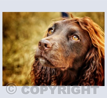 Spaniel