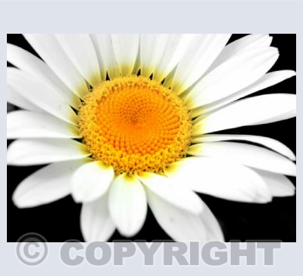 Single Daisy