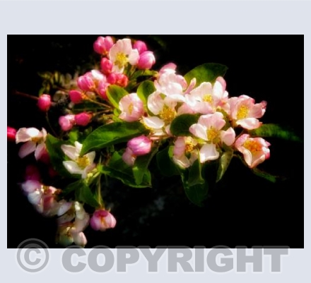 Blossom