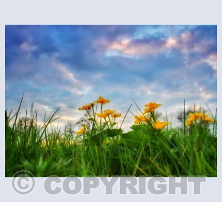 Buttercups in the Grass