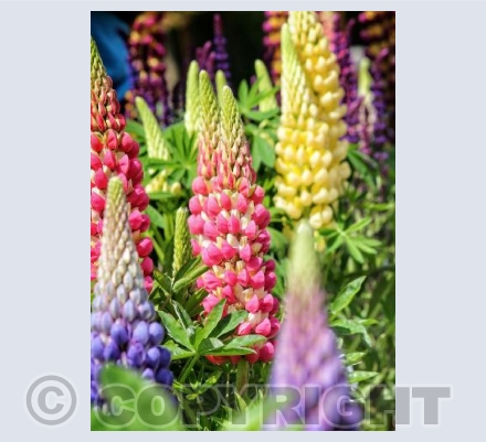 Lupins