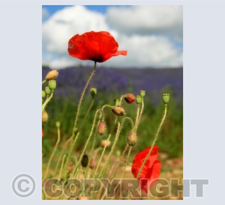 Poppies