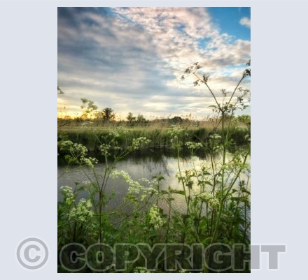 Banks of the Stour