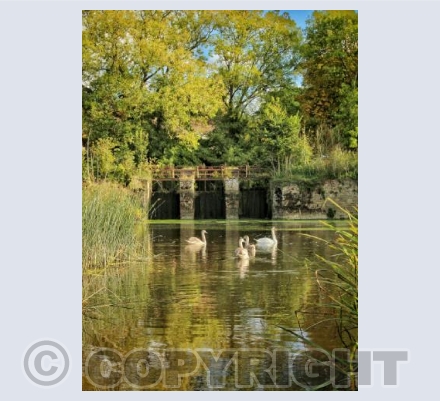 Fiddleford millpond swans