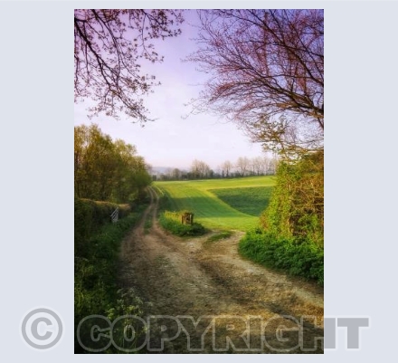 Hinton St Mary lane