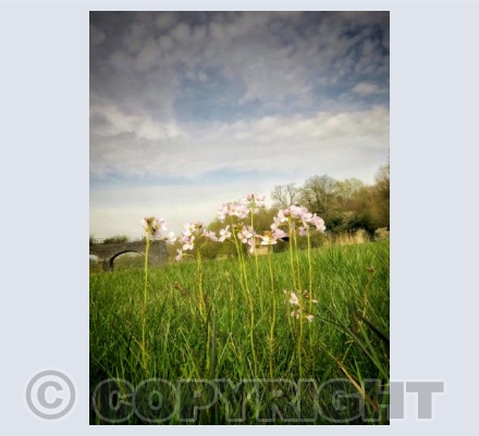 meadow at Colber Bridge