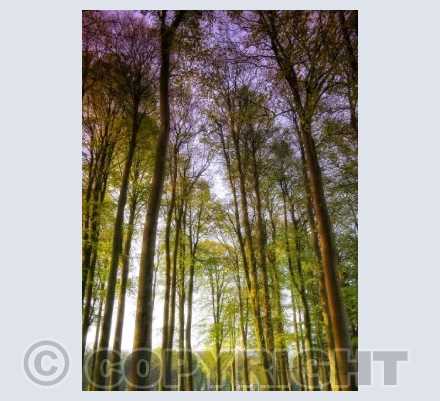 Hinton St Mary tree avenue
