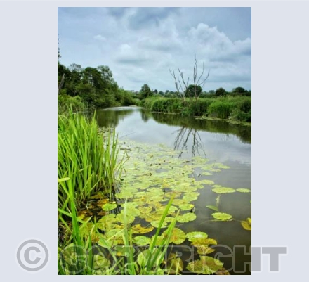 Water Lillies on the Stour