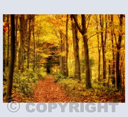 Hod Hill autumn