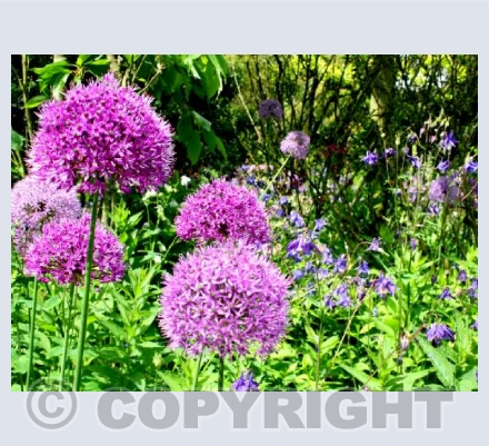 Alium