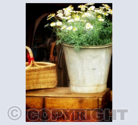 bucket of daisies