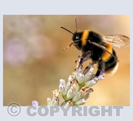 Buzzy Bee