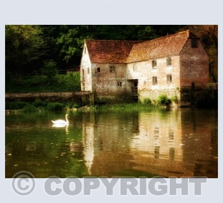 Swan on The Millpond, Sturminster Newton.
