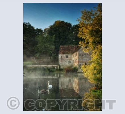 Swan ans Cygnet, Sturminster Newton Mill, Dorset.