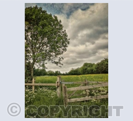 Across The meadow, Sturminster Newton, Dorset.