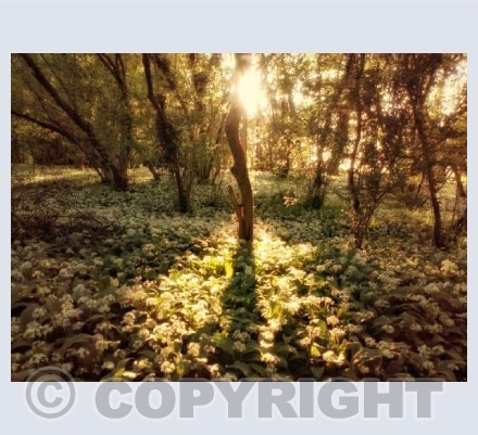 Sunset On The Garlic, Sturminster Newton, Dorset.
