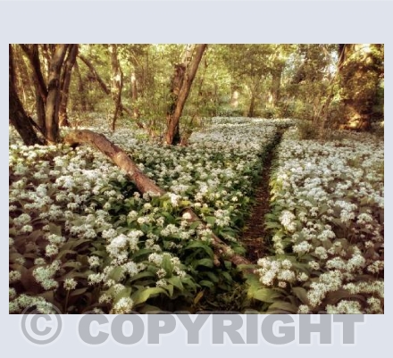 Through The Garlic. Sturminster Newton, Dorset.
