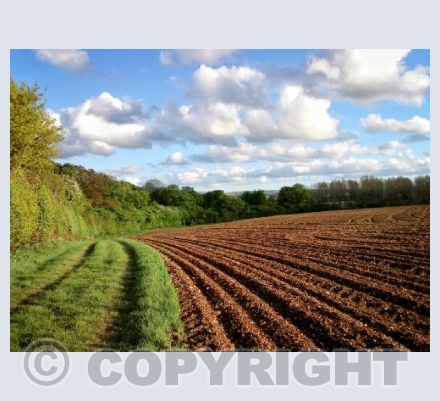 Follow The Furrows. Sturminster Newton, Dorset.