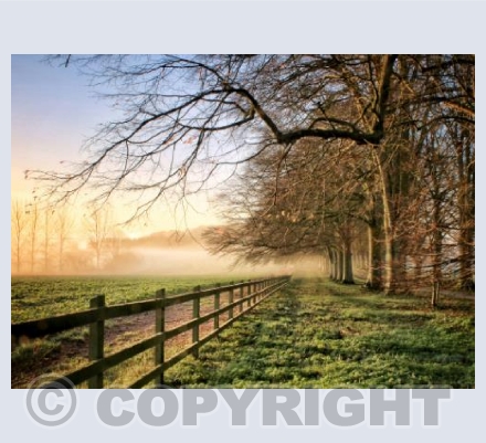 Dawn Along The Fence Line. Hinton St.Mary, Dorset.