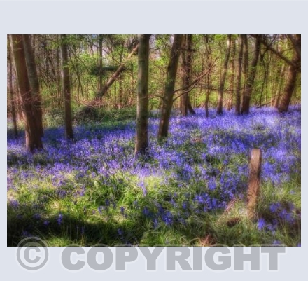 Bluebell Season, Hinton St. Mary, Dorset.