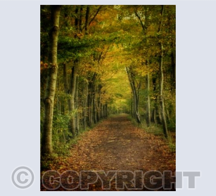 ' Golden Glow '. Okeford Fitzpaine, Dorset.