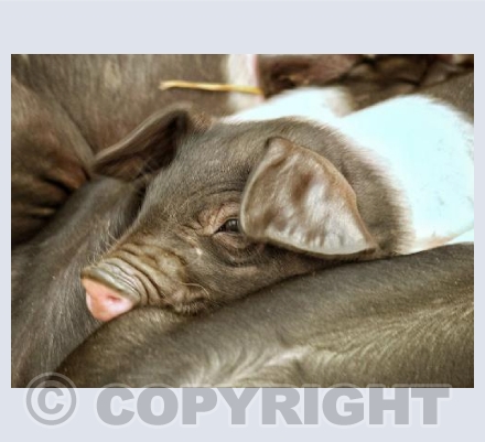 Snuggling Up