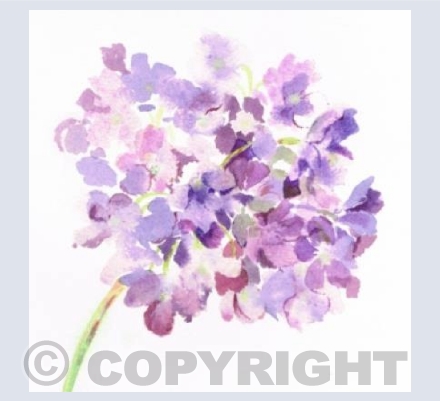Hydrangea