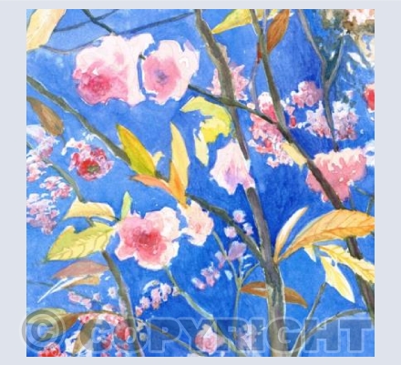Cherry Blossom