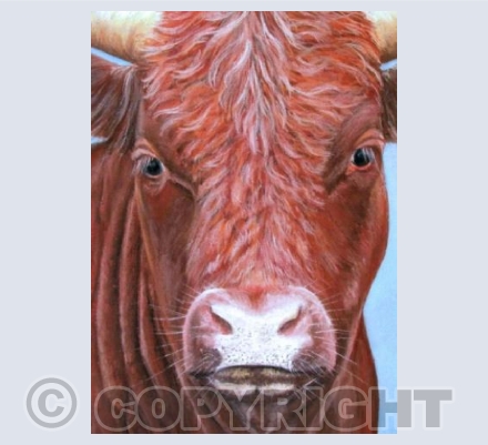 Devon Red