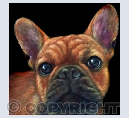 French Bulldog