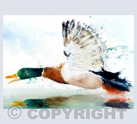 "Keeping A Low Profile"