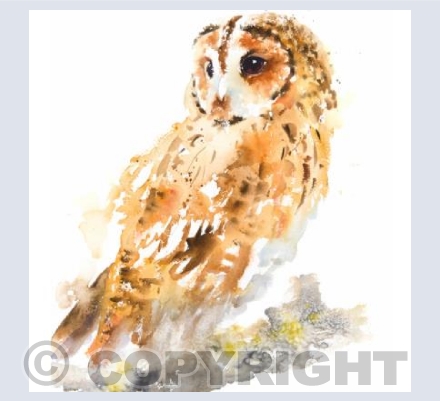 "Watchful Tawny Owl"