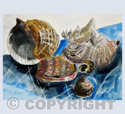 Shells Still Life
