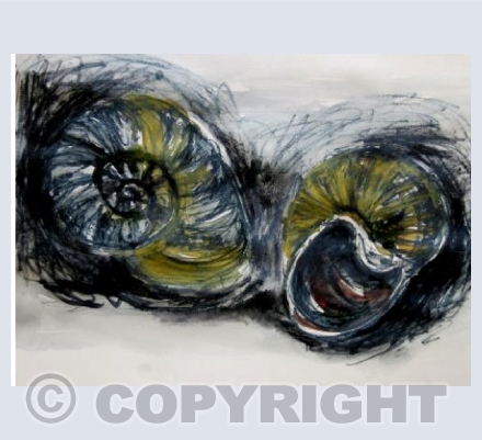 Snail Shells