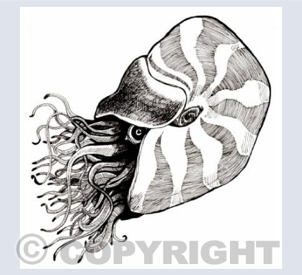 Nautilus.