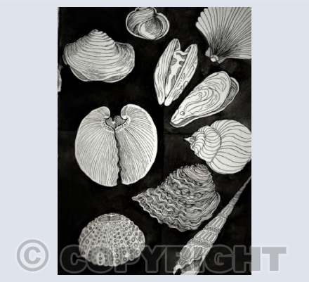 Hastings Seashells