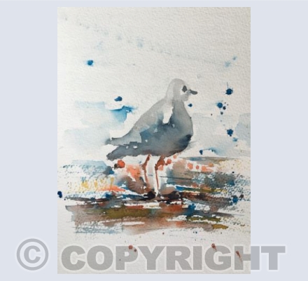 Splashy Seagull