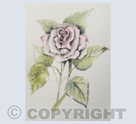 Rose