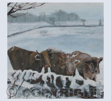 Winter cows, Cornwall