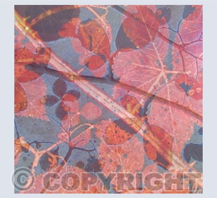 Rambling bramble