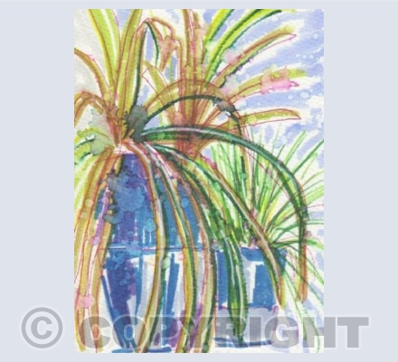 Spider Plant